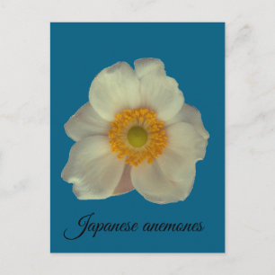 Japanese anemones flower postcard