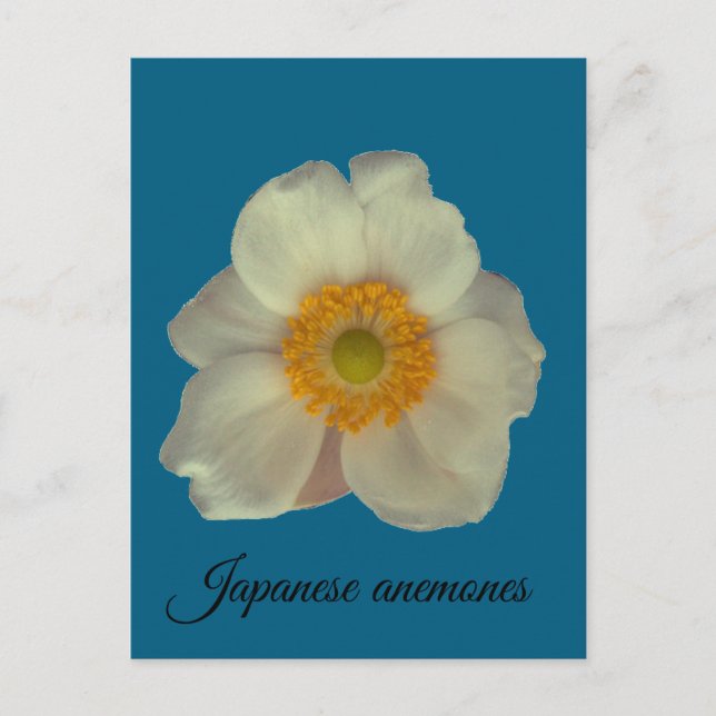 Japanese anemones flower postcard (Front)