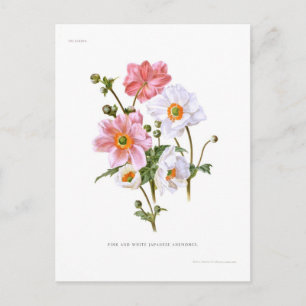 Japanese Anemones Postcard