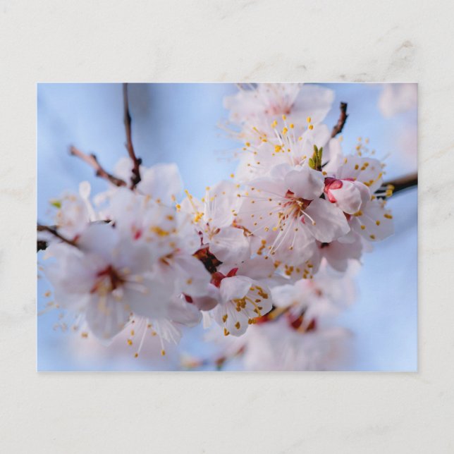 Japanese Apricot Blossom Postcard (Front)