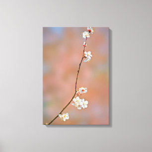 Japanese Apricot blossoms Canvas Print
