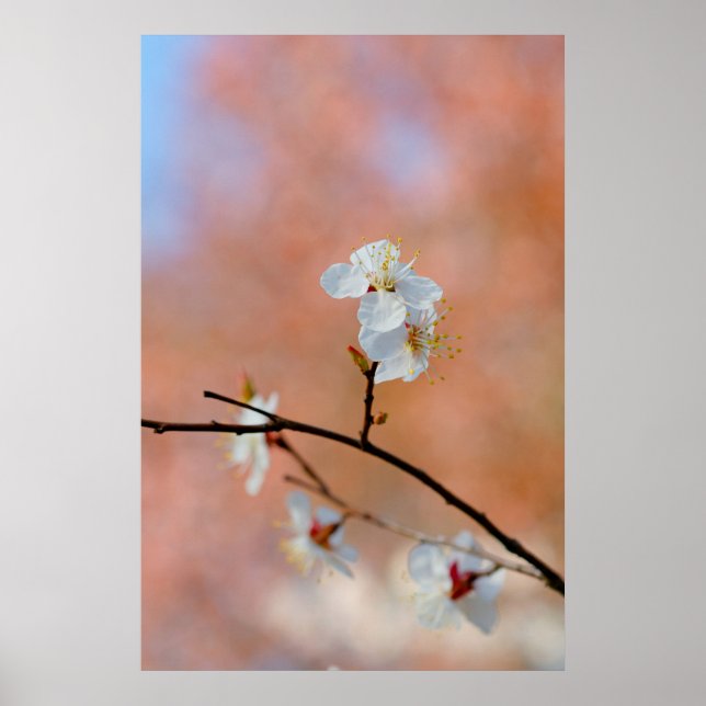 Japanese Apricot Blossoms Poster (Front)
