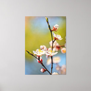 Japanese Apricot flowers Canvas Print