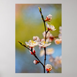 Japanese Apricot Flowers Poster