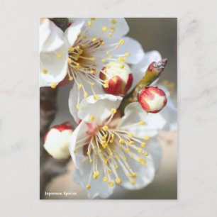 Japanese Apricot [Postcard] Postcard