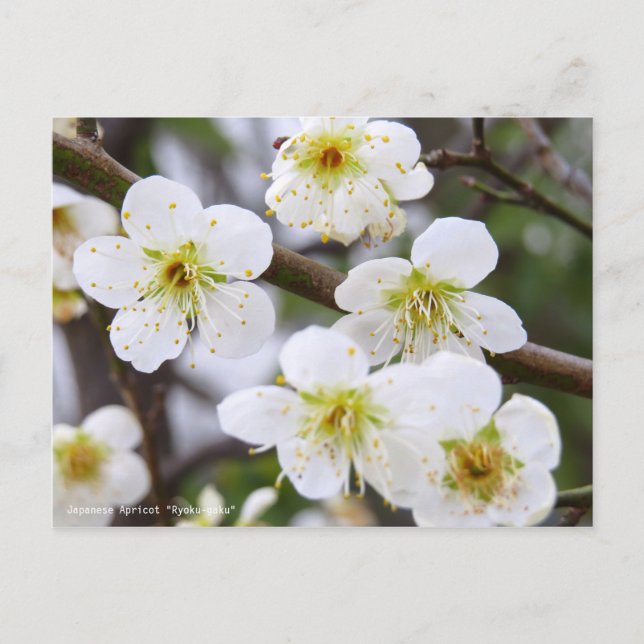 Japanese Apricot "Ryoku-gaku" [Postcard] Postcard (Front)