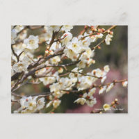 Japanese Apricot "Tsuki-kage"  [Postcard]