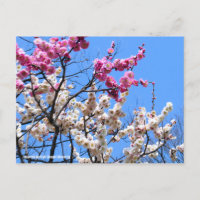Japanese Apricot (Ume: Genpei blooming) [Postcard]