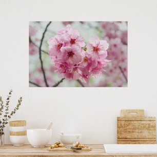 Japanese Beauty, Floral Pink Cherry Blossoms Poster