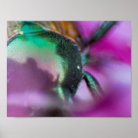 Japanese Beetle amidst a cone flower