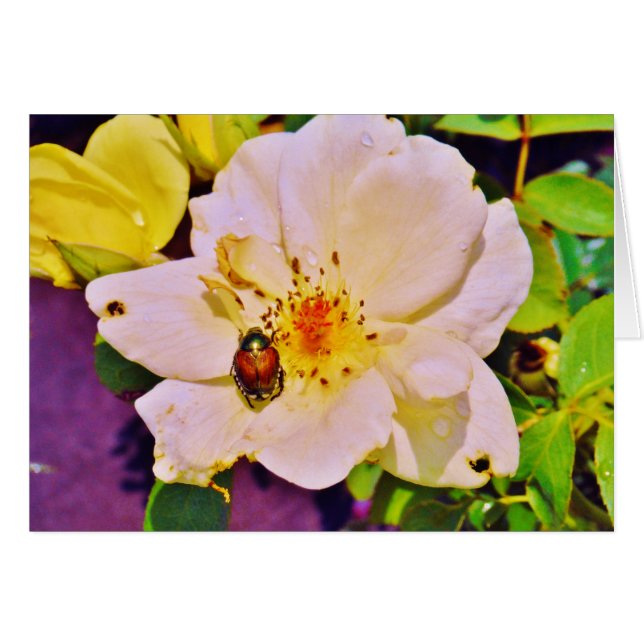 Japanese Beetle on White  Rose (Front Horizontal)