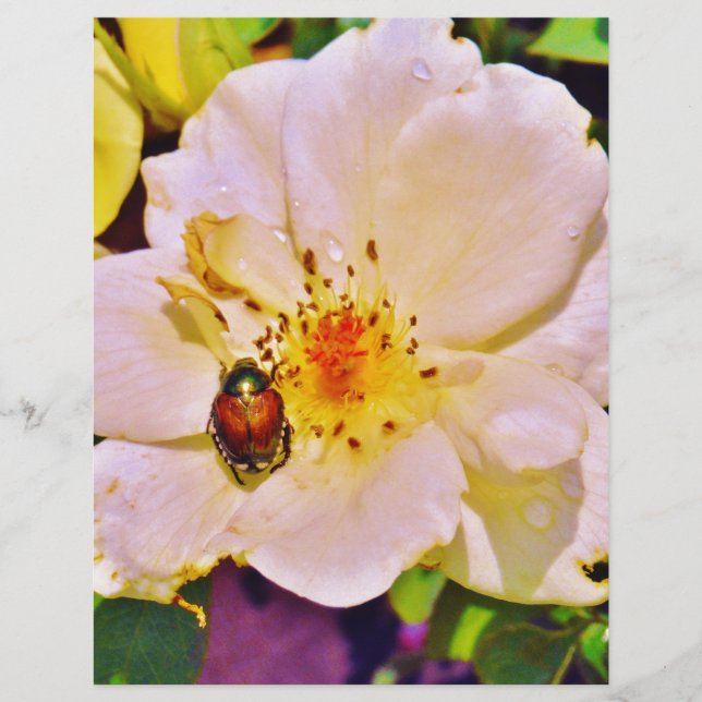 Japanese Beetle on White  Rose (Front)