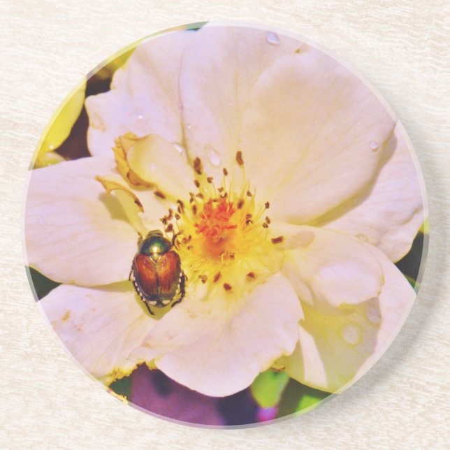 Japanese Beetle on White  Rose Coaster (Front)