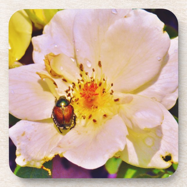 Japanese Beetle on White  Rose Coaster (Front)