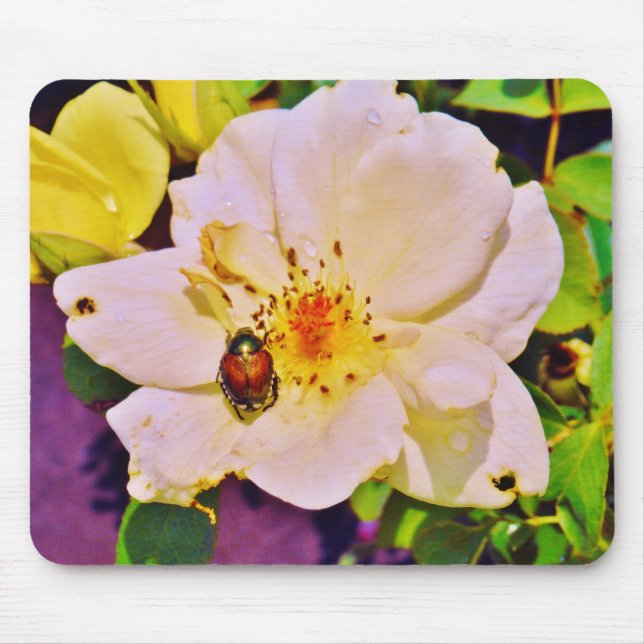 Japanese Beetle on White  Rose Mouse Pad (Front)