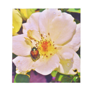 Japanese Beetle on White Rose Notepad