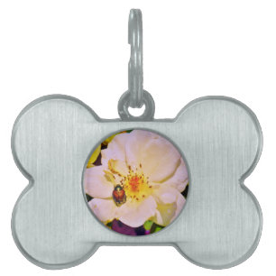 Japanese Beetle on White Rose Pet Name Tag