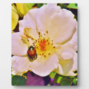 Japanese Beetle on White  Rose Plaque