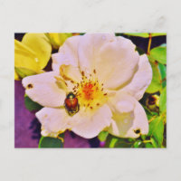 Japanese Beetle on White  Rose
