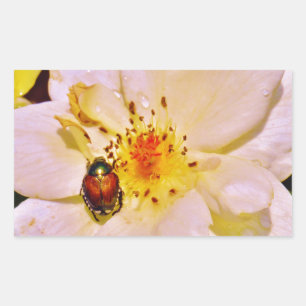 Japanese Beetle on White  Rose Rectangular Sticker