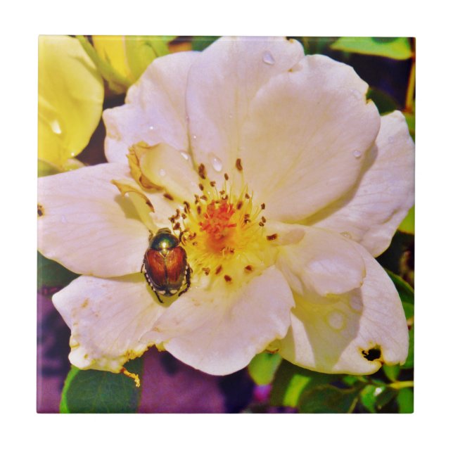 Japanese Beetle on White  Rose Tile (Front)