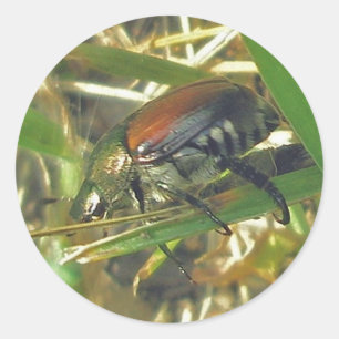 Japanese Beetle Stickers