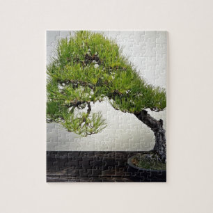 Japanese Black Pine Bonsai Jigsaw Puzzle