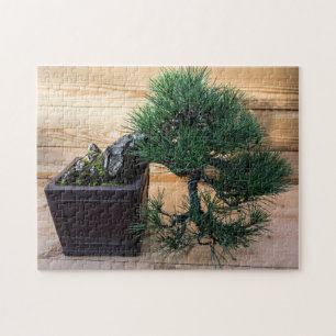 Japanese Black Pine Bonsai Tree Jigsaw Puzzle