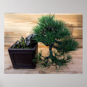 Japanese Black Pine Bonsai Tree Photo Poster