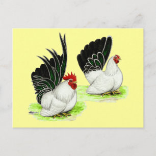 Japanese Black White Bantams Postcard