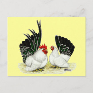 Japanese Blacktail Bantams Postcard