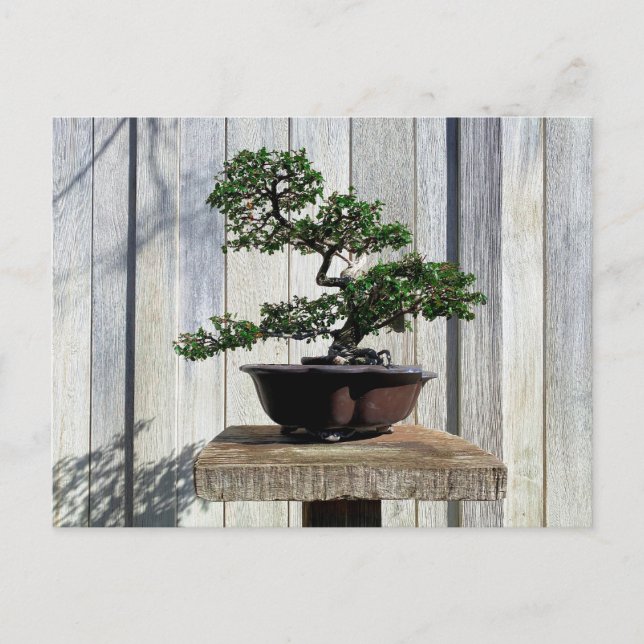 Japanese Bonsai Postcard (Front)