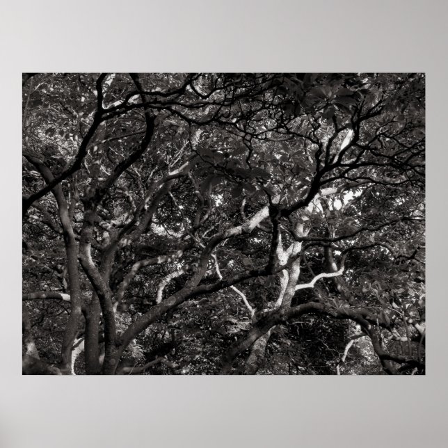 Japanese Branches III Poster (Front)