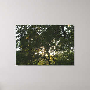 Japanese Branches IV Canvas Print