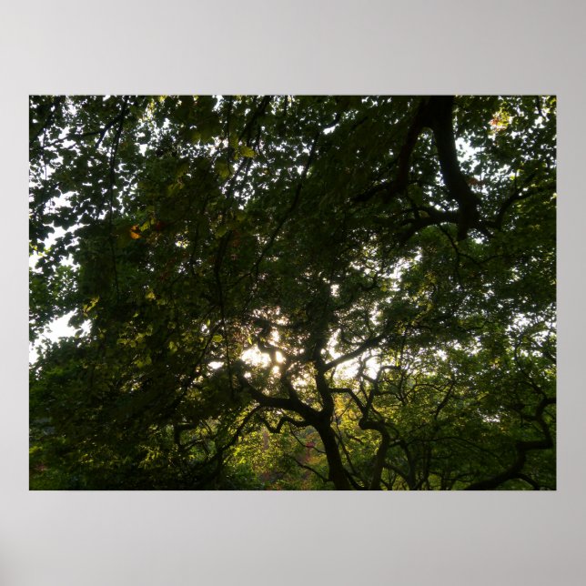 Japanese Branches IV Poster (Front)