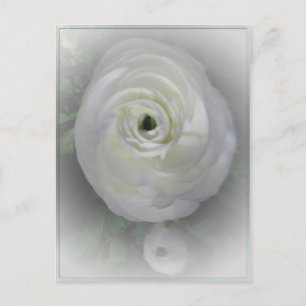 Japanese Camelia Postcard