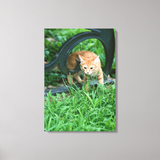 Japanese Cat 5 Canvas Print