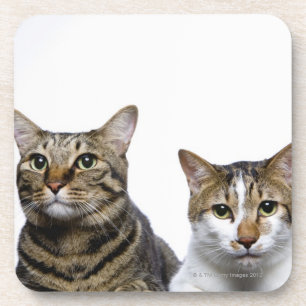 Japanese cat and Manx cat on white background Coaster