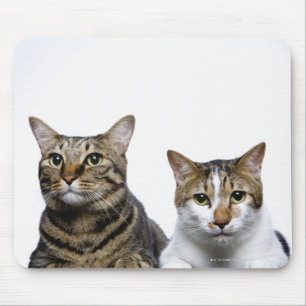 Japanese cat and Manx cat on white background Mouse Pad
