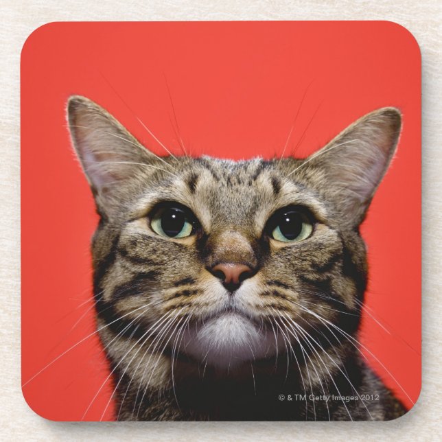 Japanese cat looking up coaster (Front)
