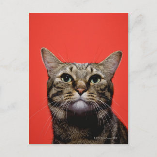 Japanese cat looking up postcard