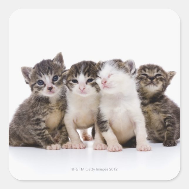 Japanese cat square sticker (Front)