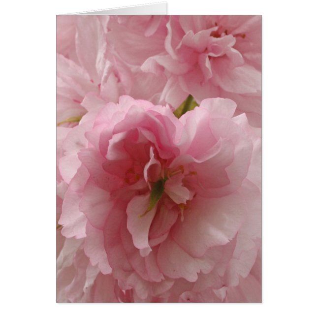 Japanese Cherry (Front)