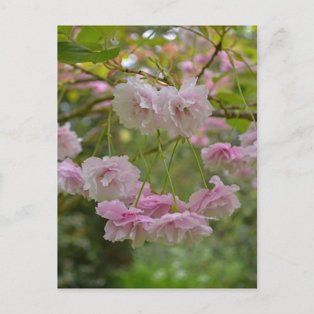 Japanese Cherry Blossom Postcard (Front)