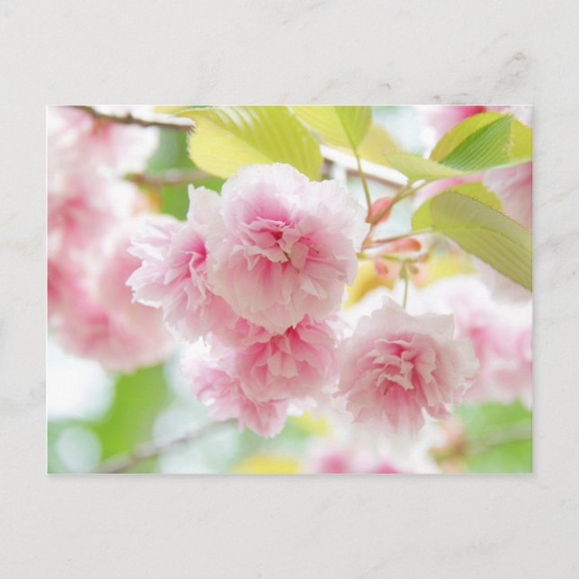 Japanese cherry blossoms postcard (Front)