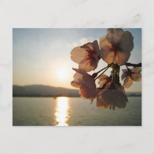Japanese Cherry Blossoms Postcard