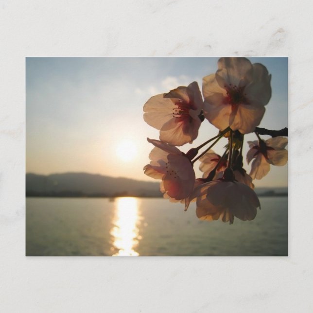 Japanese Cherry Blossoms Postcard (Front)