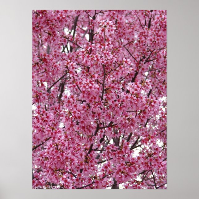Japanese Cherry Blossoms Wall Poster (Front)