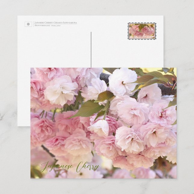 Japanese Cherry Postcard (Front/Back)