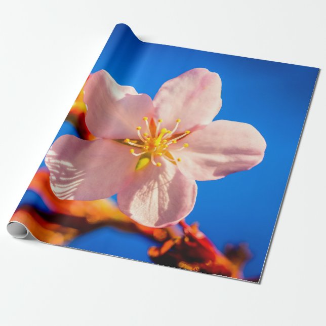 Japanese Cherry Sakura Flower Wrapping Paper (Unrolled)